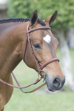 Pessoa Bridle